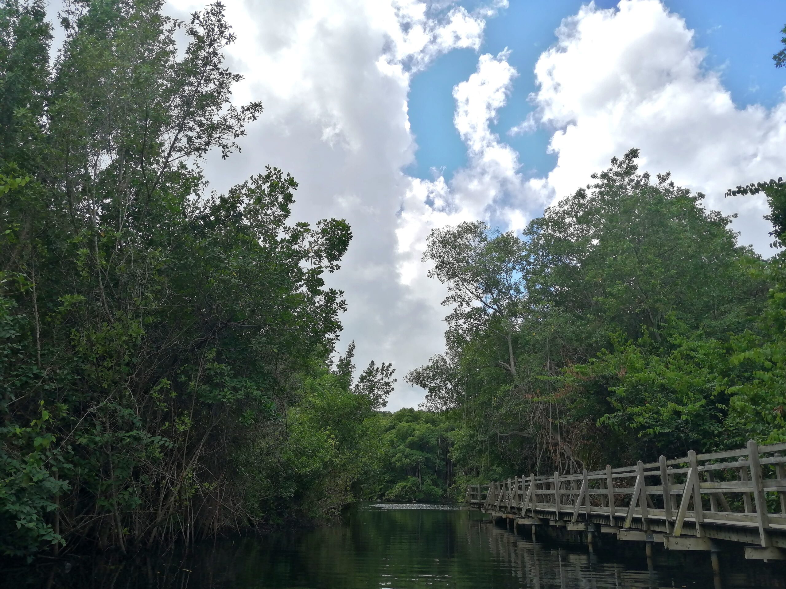 Mangrove des Petites Antilles zone de nidification pour la faune et la flore marines et terrestres